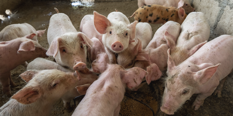 Cooperativa mineira de carne suína alcança três continentes com novo comprador africano