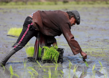 Cooperativa vietnamita inova com a integração de produção e consumo de produtos