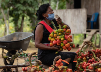 Cooperativa e instituição internacional destinam US$ 250 mi a empreendedoras da Amazônia