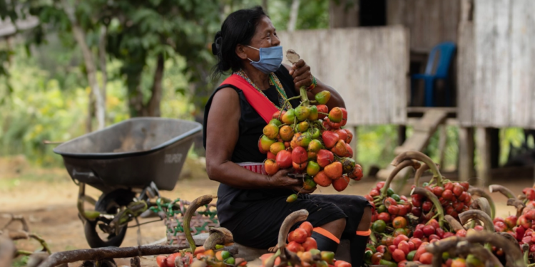 Cooperativa e instituição internacional destinam US$ 250 mi a empreendedoras da Amazônia
