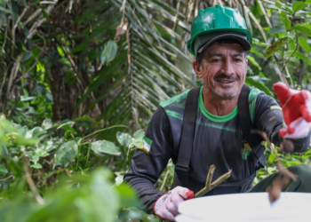 Cooperativas brasileiras têm grandes desafios antes da COP30