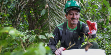 Cooperativas brasileiras têm grandes desafios antes da COP30