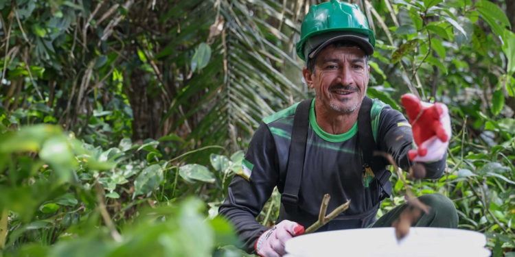 Cooperativas brasileiras têm grandes desafios antes da COP30