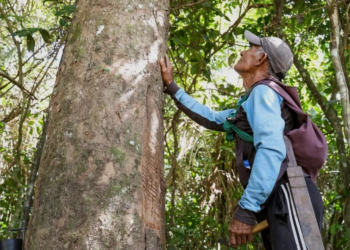 Extrativismo sustentável da borracha movimenta cooperativas no Acre