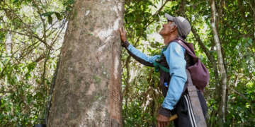 Extrativismo sustentável da borracha movimenta cooperativas no Acre