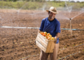 Produtor da agricultura familiar já renegociou R$ 12 bilhões em dívidas