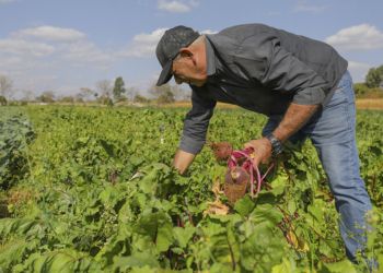 Governo Federal sanciona lei para ampliação do acesso de agricultores familiares ao Garantia-Safra