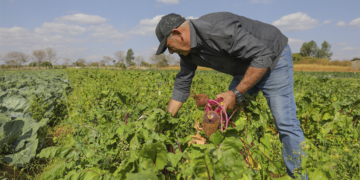 Governo Federal sanciona lei para ampliação do acesso de agricultores familiares ao Garantia-Safra