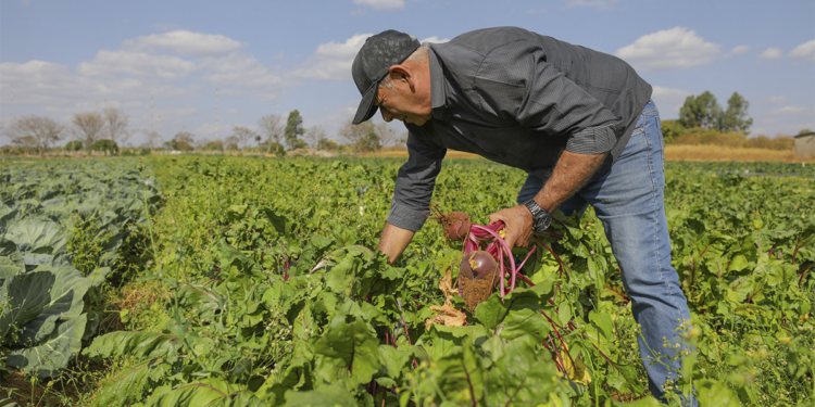 Governo Federal sanciona lei para ampliação do acesso de agricultores familiares ao Garantia-Safra