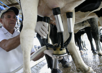 Melhoramento genético triplica produção de leite e fortalece cooperativa mato-grossense