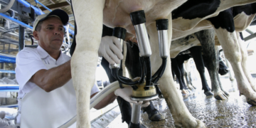 Melhoramento genético triplica produção de leite e fortalece cooperativa mato-grossense
