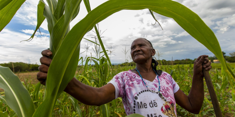 BNDES abre crédito de R$ 12 bi para renegociação rural
