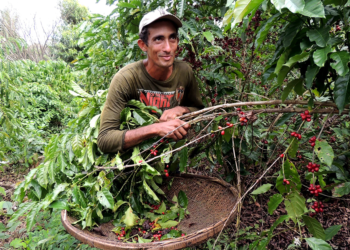 Cooperativa lidera crédito para pequenas empresas e produtores de café no ES