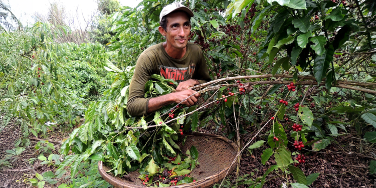 Cooperativa lidera crédito para pequenas empresas e produtores de café no ES