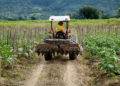 Cooperativas agropecuárias crescem 4,3% e reforçam expansão do agro na economia nacional