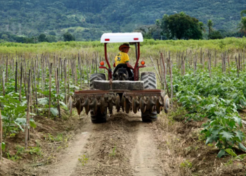 Cooperativas agropecuárias crescem 4,3% e reforçam expansão do agro na economia nacional