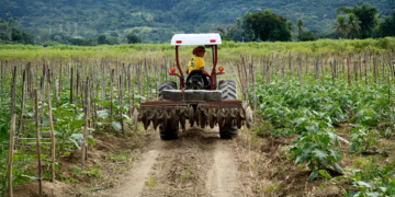 Cooperativas agropecuárias crescem 4,3% e reforçam expansão do agro na economia nacional
