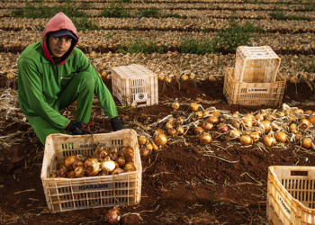 Cooperativas agro movimentam R$ 6,3 bi no ES com união de pequenos produtores