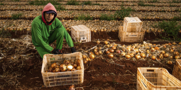 Cooperativas agro movimentam R$ 6,3 bi no ES com união de pequenos produtores