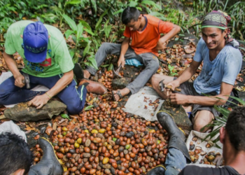 Modelo cooperativo impulsiona desenvolvimento com biodiversidade