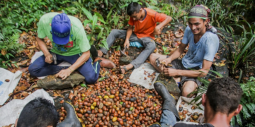 Modelo cooperativo impulsiona desenvolvimento com biodiversidade