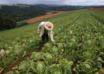 Cooperativas agroindustriais mostram caminhos para uma agricultura de baixo carbono
