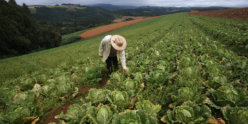 Cooperativas agroindustriais mostram caminhos para uma agricultura de baixo carbono