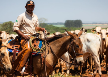 Agropecuária ajudou oito estados a crescerem mais que o Brasil em 2023 2 Agropecuária ajudou oito estados a crescerem mais que o Brasil em 2023