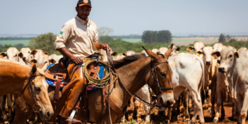 Agropecuária ajudou oito estados a crescerem mais que o Brasil em 2023 8 Agropecuária ajudou oito estados a crescerem mais que o Brasil em 2023