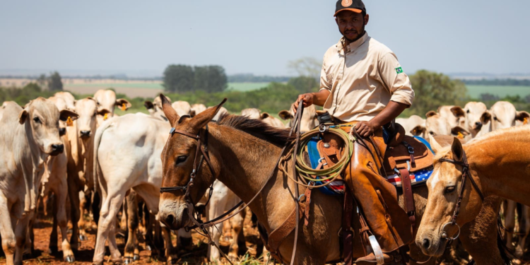 Agropecuária ajudou oito estados a crescerem mais que o Brasil em 2023 1 Agropecuária ajudou oito estados a crescerem mais que o Brasil em 2023