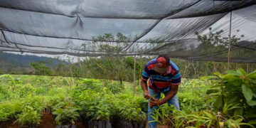 Cooperativismo brasileiro mostra soluções sustentáveis na COP30 8 COP30