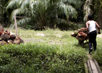 Cooperativas de crédito levam soluções para comunidades à COP30 