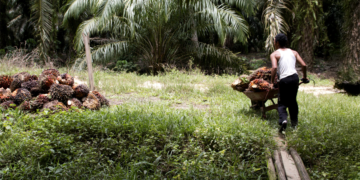 Cooperativas de crédito levam soluções para comunidades à COP30 