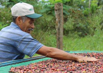 Cooperativa vira destaque na COP30 por iniciativas de sustentabilidade 3 Cooperativa vira destaque na COP30 por iniciativas de sustentabilidade