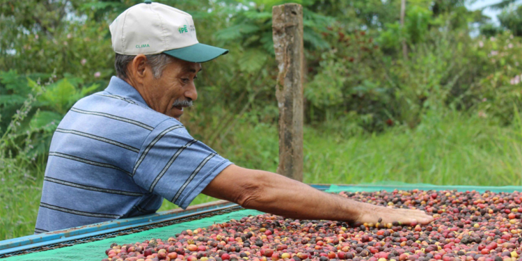 Cooperativa vira destaque na COP30 por iniciativas de sustentabilidade