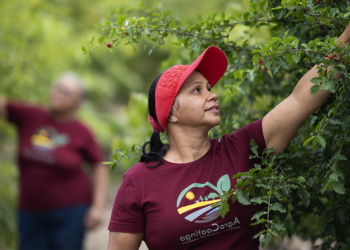 Cooperativismo baiano acelera com 422,9 mil cooperados e projeta novo ciclo de crescimento 2 Cooperativismo baiano acelera com 422,9 mil cooperados e projeta novo ciclo de crescimento