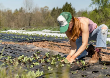 Cooperativa agroindustrial e Embrapa apresentam técnicas para resiliência climática na Amazônia durante COP30