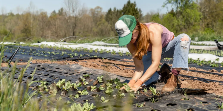 Cooperativa agroindustrial e Embrapa apresentam técnicas para resiliência climática na Amazônia durante COP30 1 Cooperativa agroindustrial e Embrapa apresentam técnicas para resiliência climática na Amazônia durante COP30