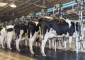 Cooperativas indonésias ampliam sistema digital para aprimoramento na produção de laticínios