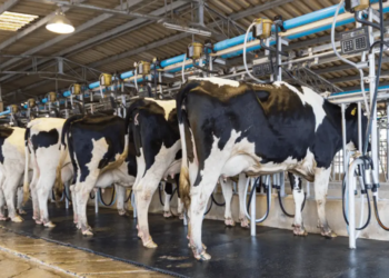 Cooperativas indonésias ampliam sistema digital para aprimoramento na produção de laticínios