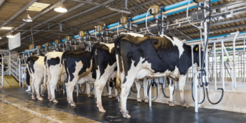 Cooperativas indonésias ampliam sistema digital para aprimoramento na produção de laticínios