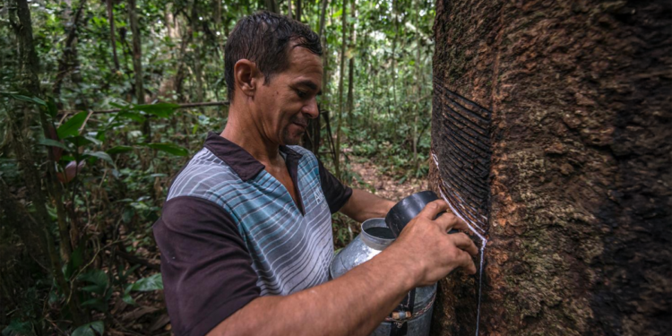 Governo federal diz esperar US$ 10 bi para fundo de proteção às florestas 1 Governo federal diz esperar US$ 10 bi para fundo de proteção às florestas