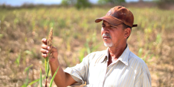 Produtores defendem crédito emergencial para suprir falta de seguro rural