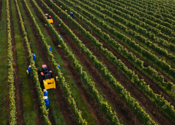 Cooperativa Vinícola Aurora divulga Relatório de Sustentabilidade com avanços em governança, inclusão e meio ambiente 3 Cooperativa Vinícola Aurora divulga Relatório de Sustentabilidade com avanços em governança, inclusão e meio ambiente