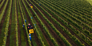 Cooperativa Vinícola Aurora divulga Relatório de Sustentabilidade com avanços em governança, inclusão e meio ambiente