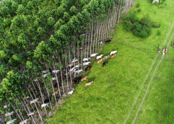 Brasil aprova Plano Clima, após dois anos e impasse com agropecuária 2 Brasil aprova Plano Clima, após dois anos e impasse com agropecuária