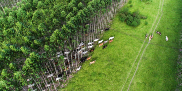 Brasil aprova Plano Clima, após dois anos e impasse com agropecuária 8 Brasil aprova Plano Clima, após dois anos e impasse com agropecuária