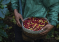 Cooperativa cafeicultora apresenta modelos sustentáveis de cultura no Cerrado Mineiro à COP30 6 CAFE