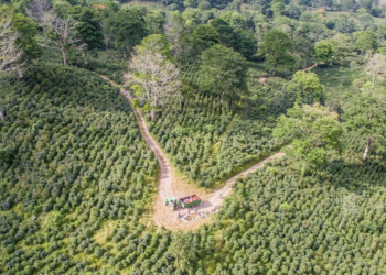Cooperativa cafeeira lidera setor de agricultura e reflorestamento em Minas Gerais 3 Cooperativa cafeeira lidera setor de agricultura e reflorestamento em Minas Gerais