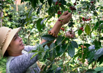 Cooperativa cafeicultora lidera ranking de sustentabilidade no agronegócio 2025